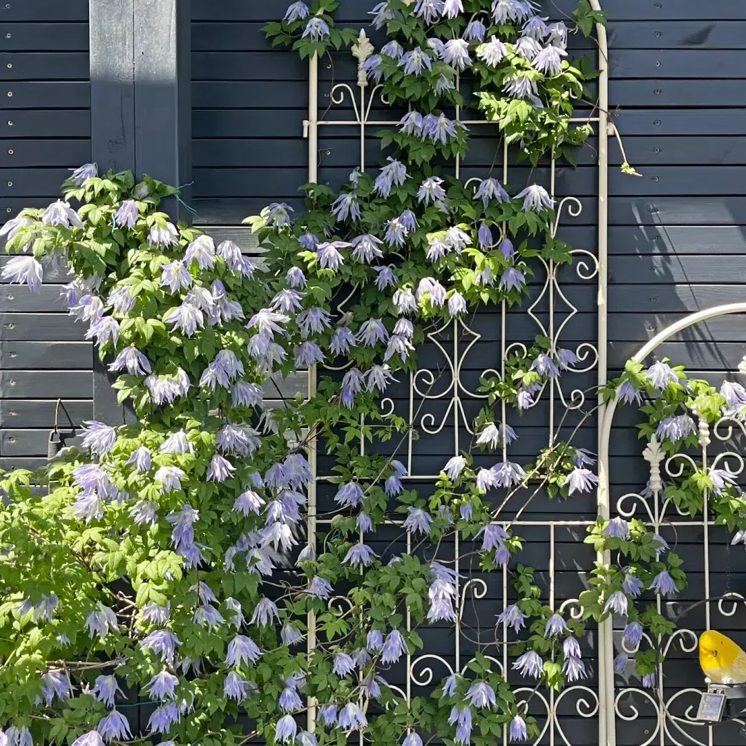 Clematis Seeds-The Queen of Climbing Vines