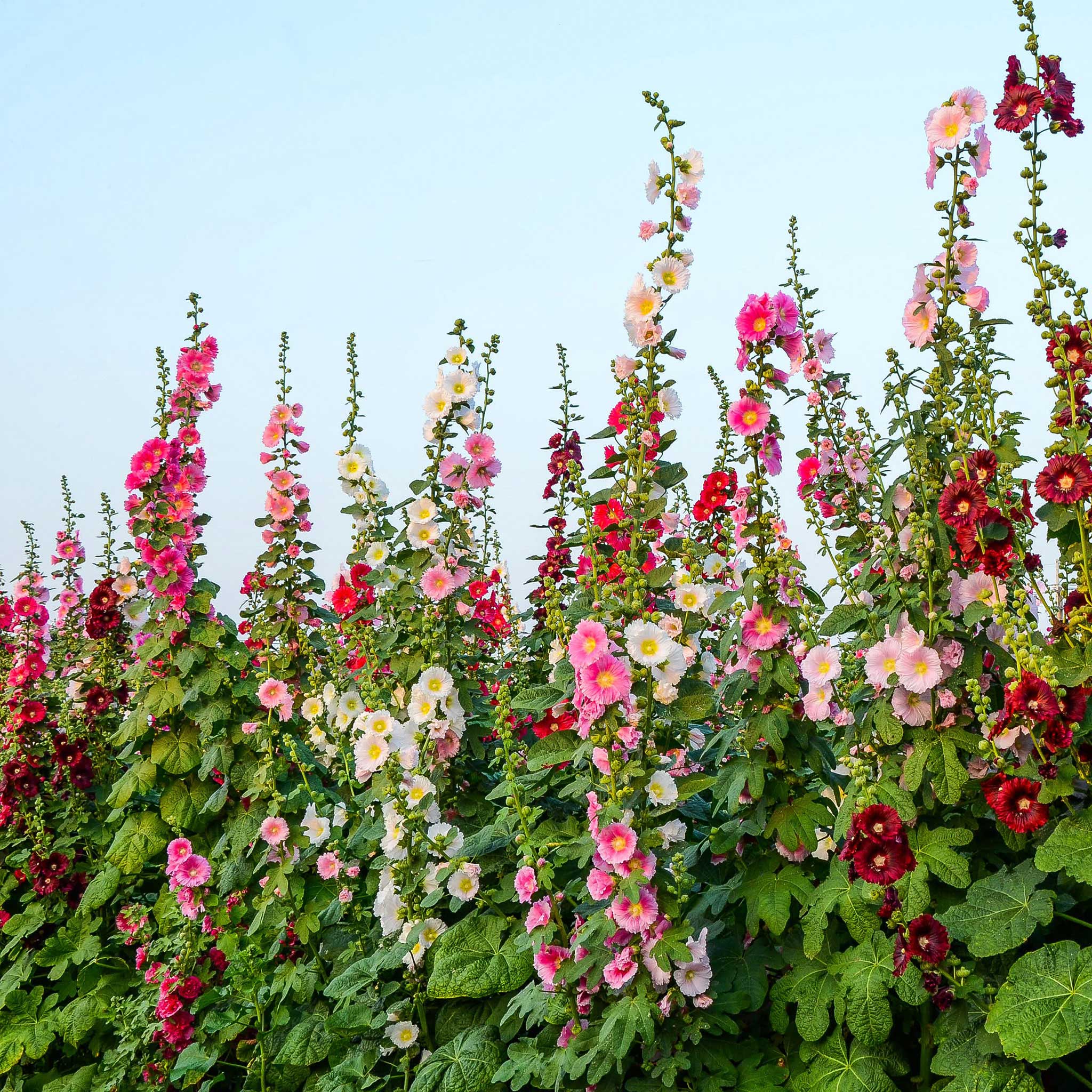 Single Flowered Hollyhock Seeds