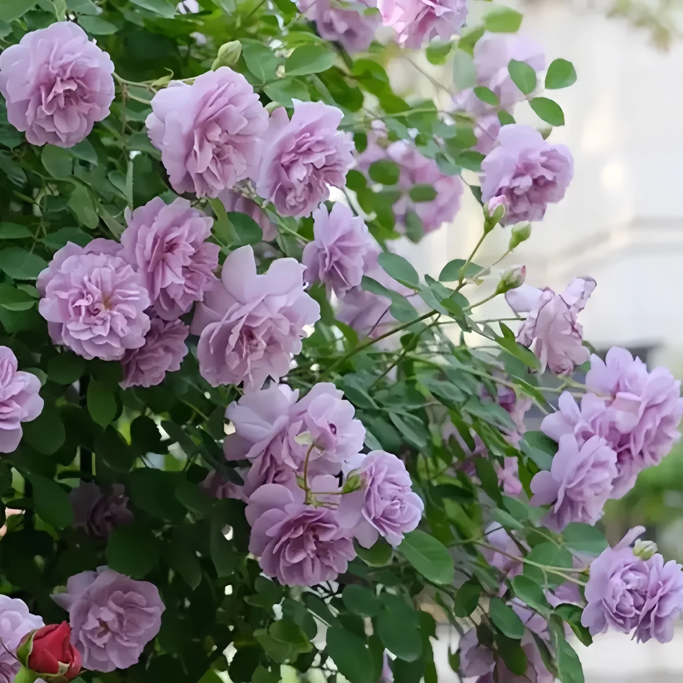 [ Repeat Blooming]🌹Climbing Rose Seeds - Luck Rises