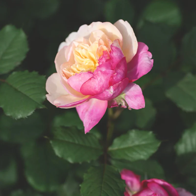 Premium 'Constance Rose' Seeds-Romantic Garden Flowers