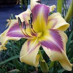 Daylily Hybrid Flowers Seed
