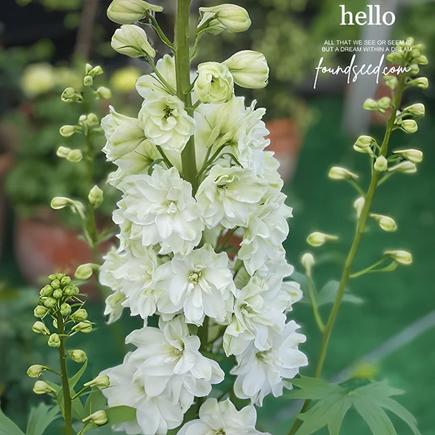 🌼Big Flower Delphinium Seeds