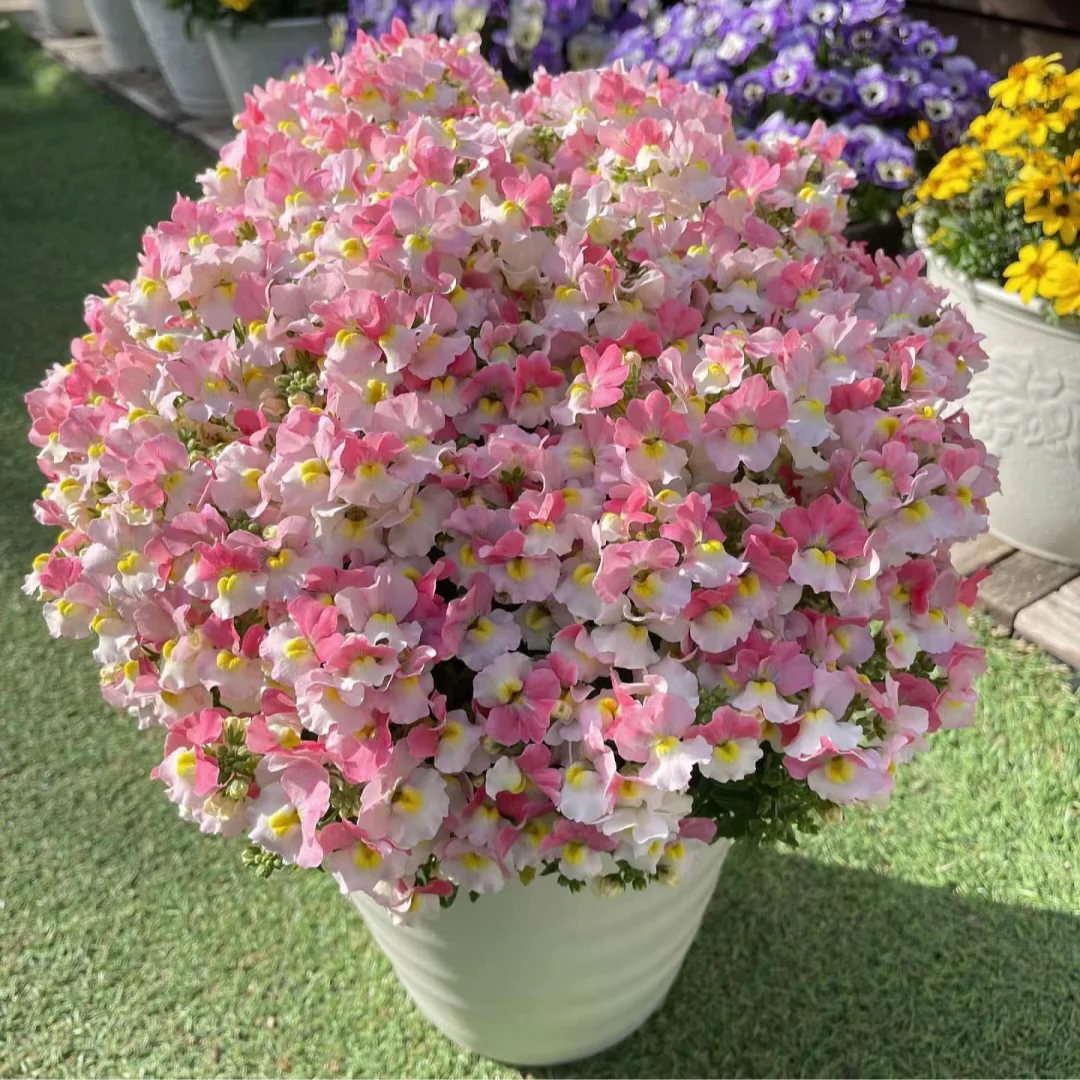 Nemesia Strumosa Benth