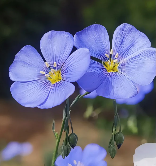 Perennial Blue Flax Seeds, Linum Perenne
