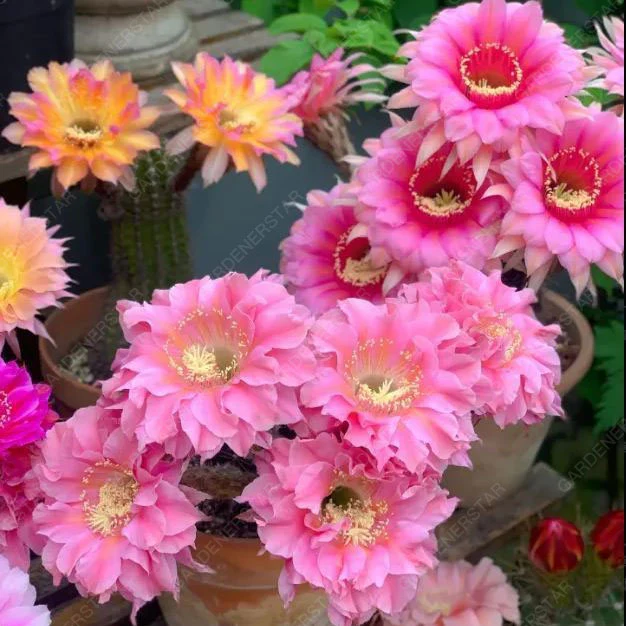 Prickly Pear🌺Flowering Varieties