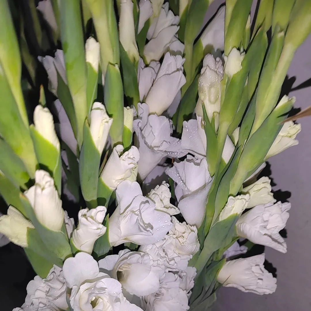 Gladiolus Bulbs-Perennial Cut Flower, Long Blooming, Easy to Grow