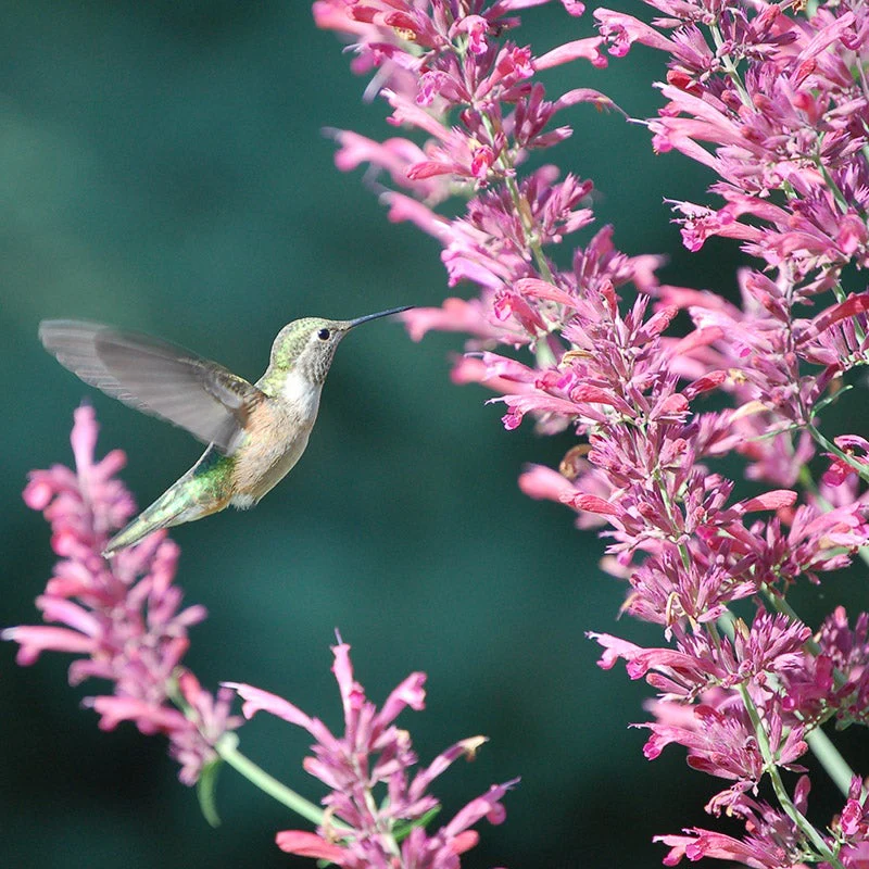 Autumn Magic Pollinator Collection
