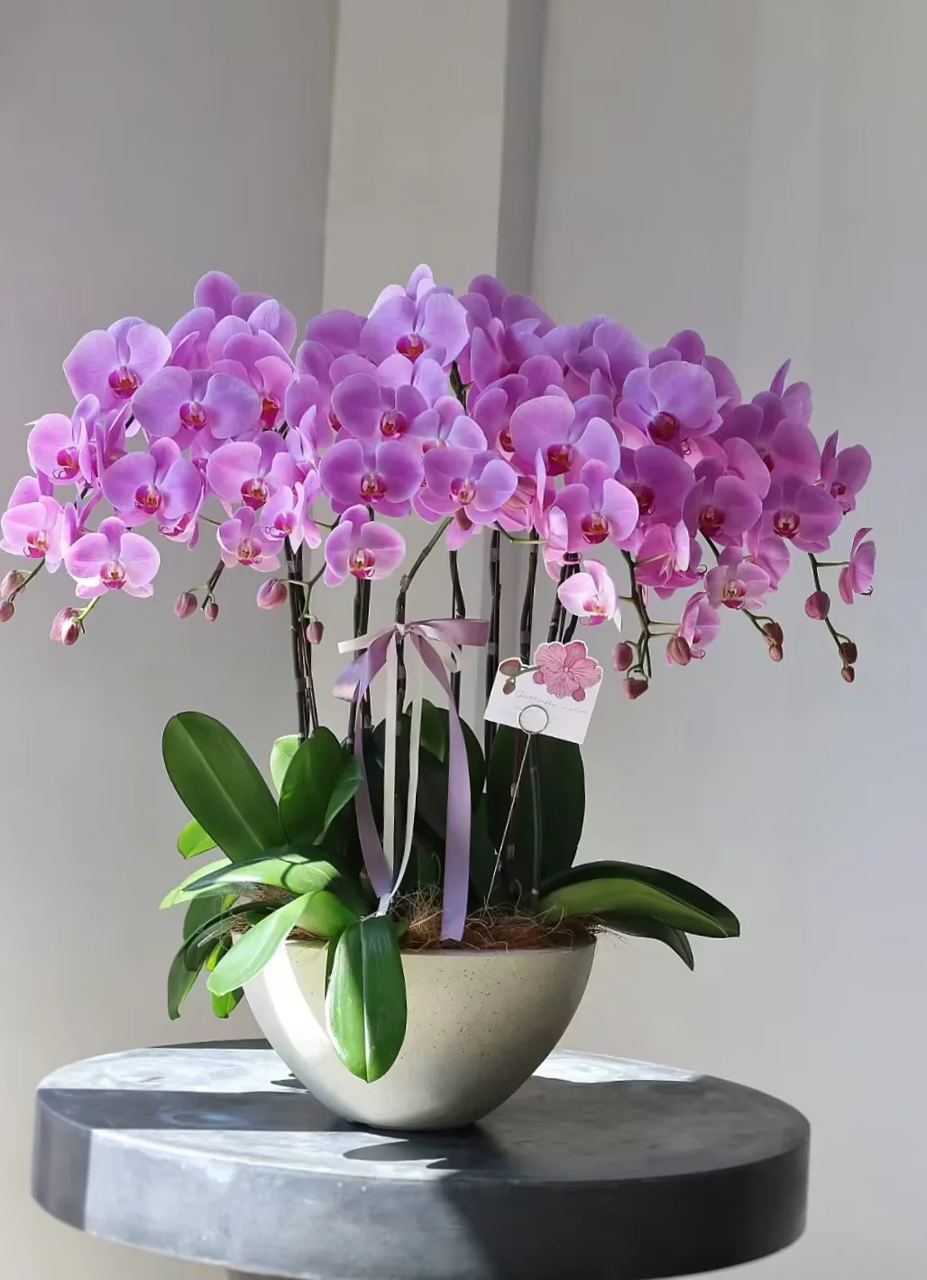 Phalaenopsis Seeds-Queen Of Orchids