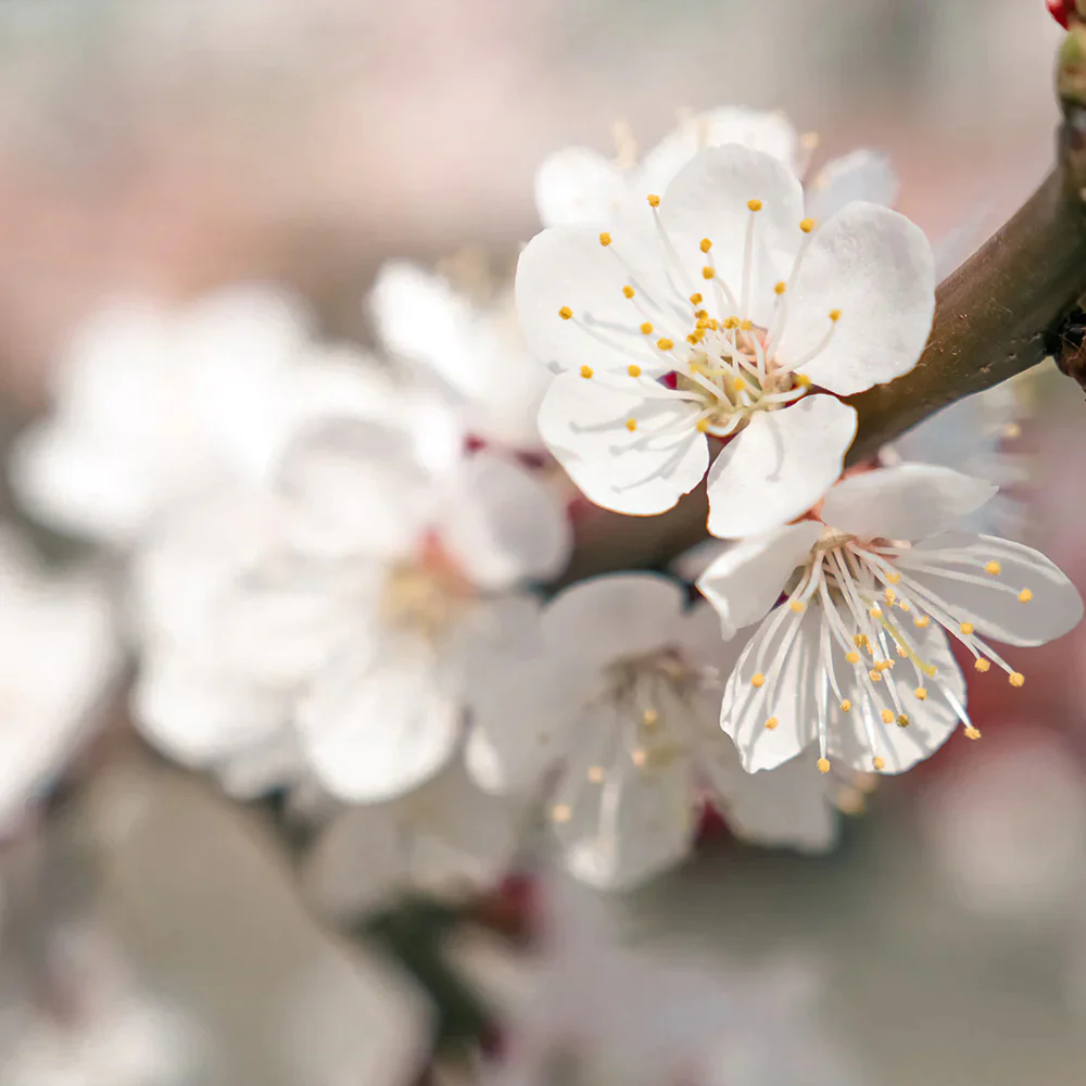 Apricot Seeds