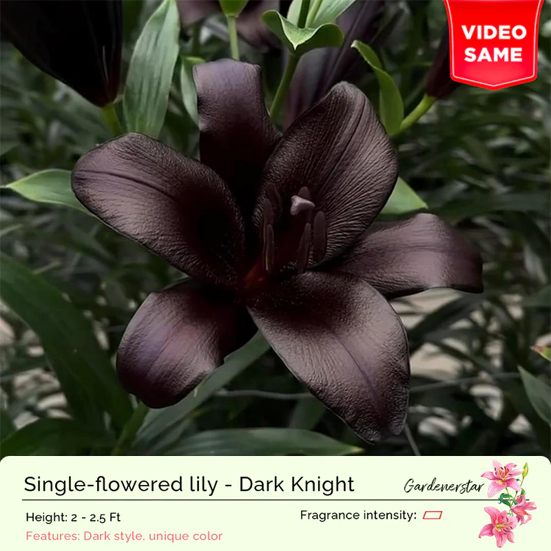Lily Bulbs