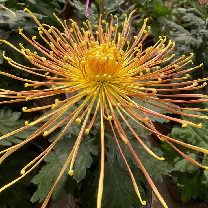 Rare Golden Chrysanthemum Seeds-Longevity Flower💞