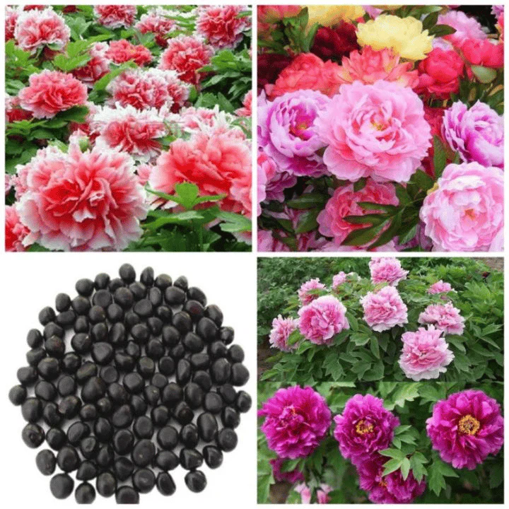 🔥LAST DAY 45% OFF🌺THE QUEEN OF FLOWERS—DOUBLE PETALED PIANI