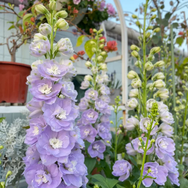 🌼Big Flower Delphinium Seeds