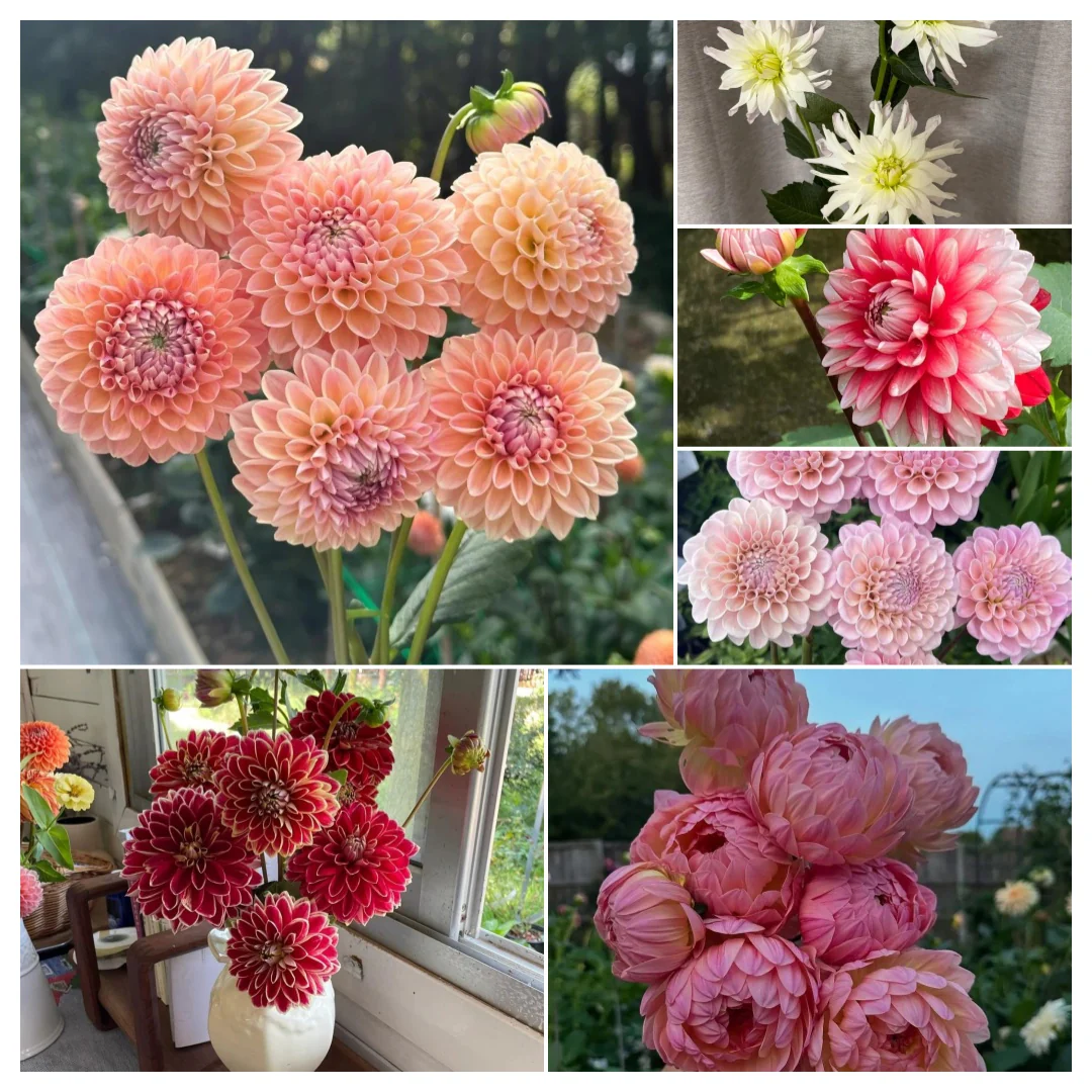 Double Dahlia Bulbs