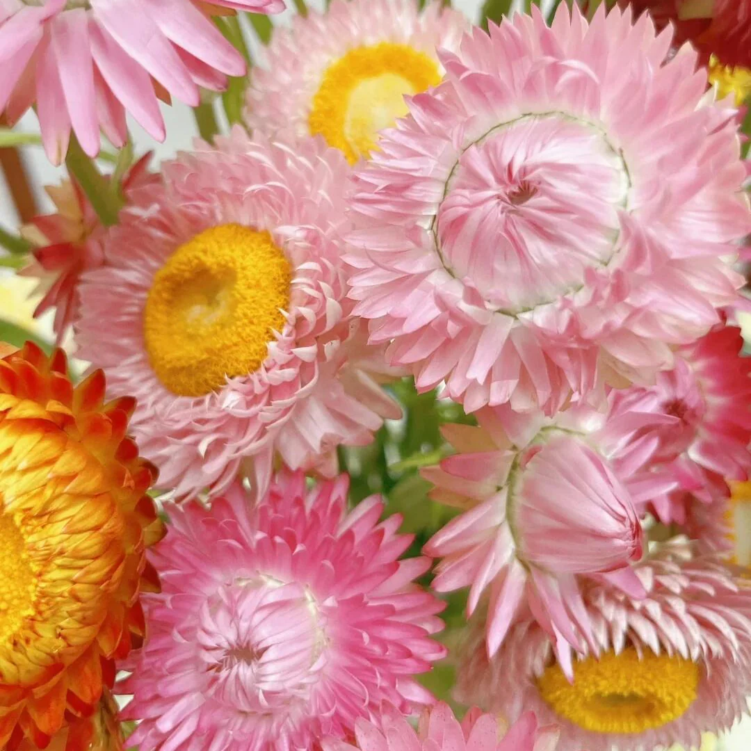 Everlasting Strawflower Seeds – Grow Vibrant, Paper-Like Blooms That Never Fade