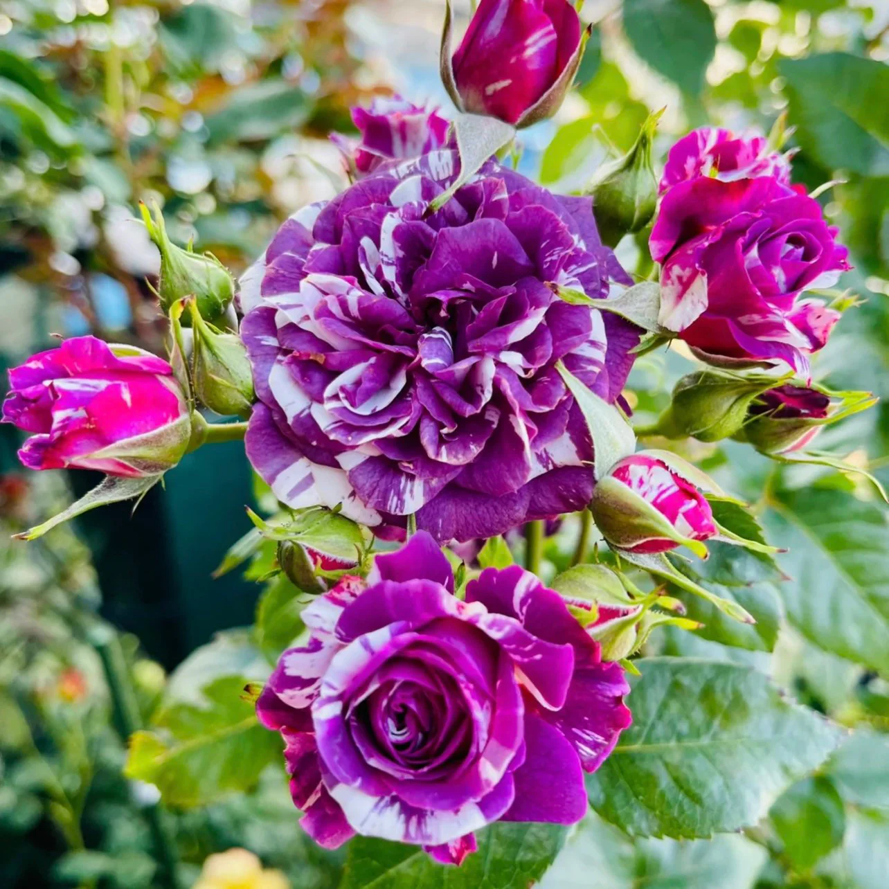 Rose  Scented Jewel