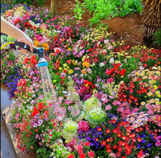 All Perennial Wildflower Seed Mix - Rainbow Garden