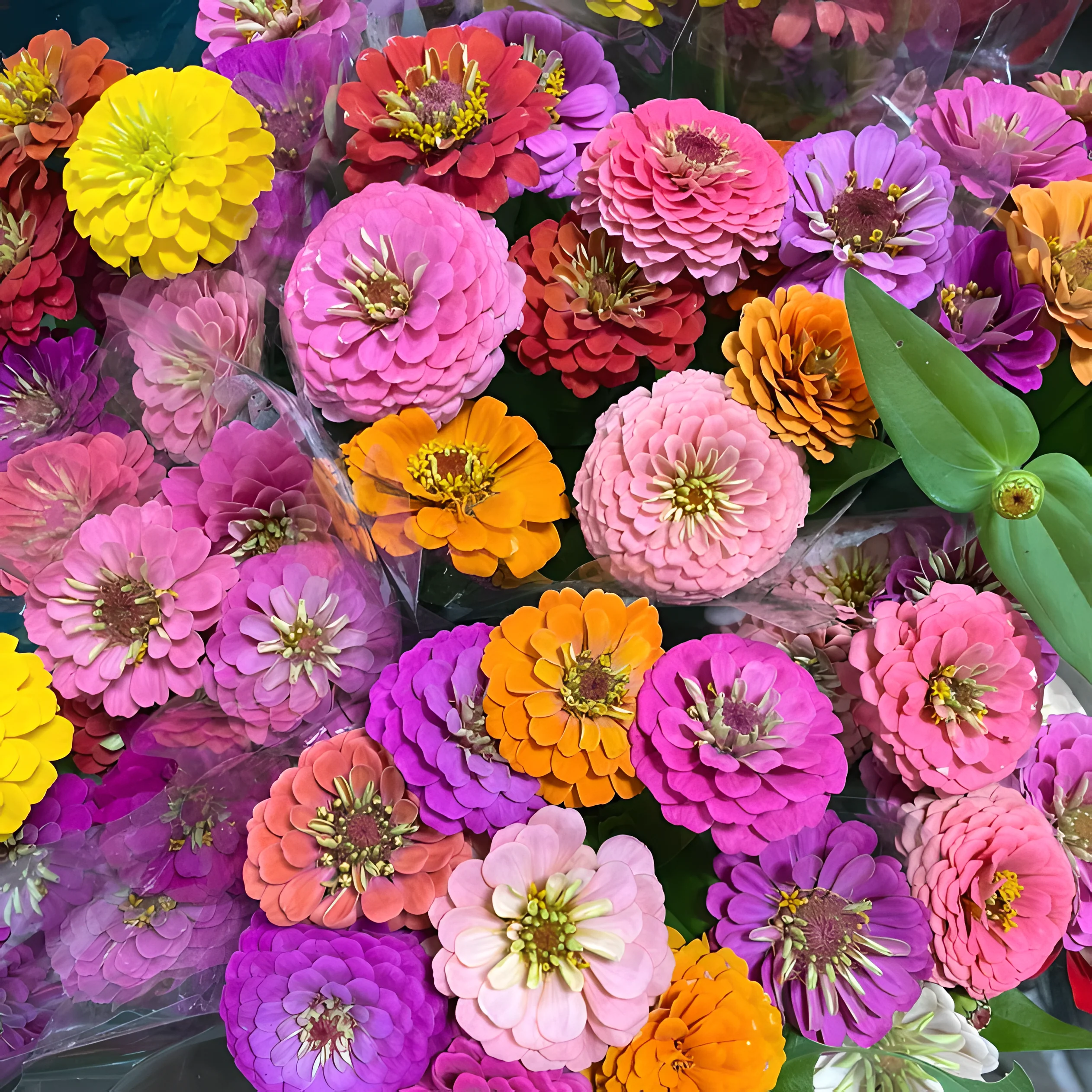 Everything You Can Direct Sow Outside in June
