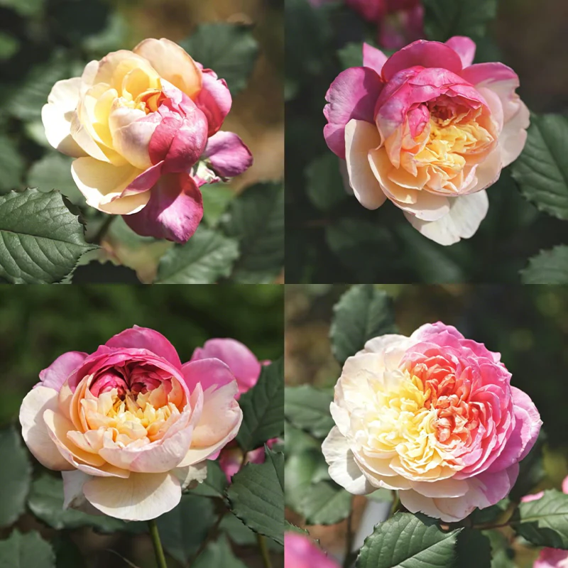 Premium 'Constance Rose' Seeds-Romantic Garden Flowers