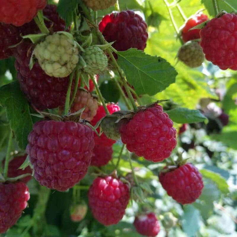 Giant Raspberry Seeds -92% Germination🌱