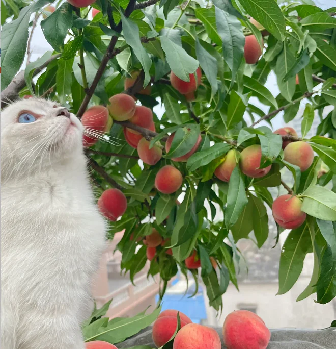 Peach Seeds