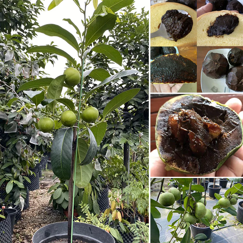 Black Sapote Seeds