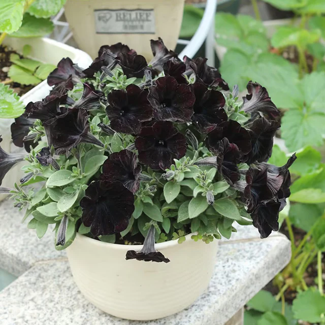 Petunia Black Velvet Seeds