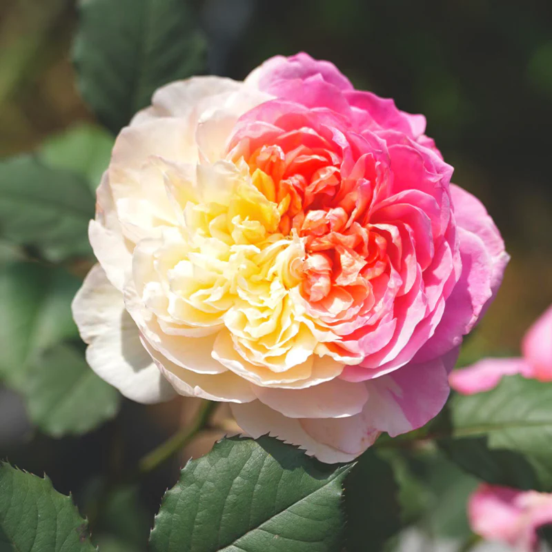 Premium 'Constance Rose' Seeds-Romantic Garden Flowers