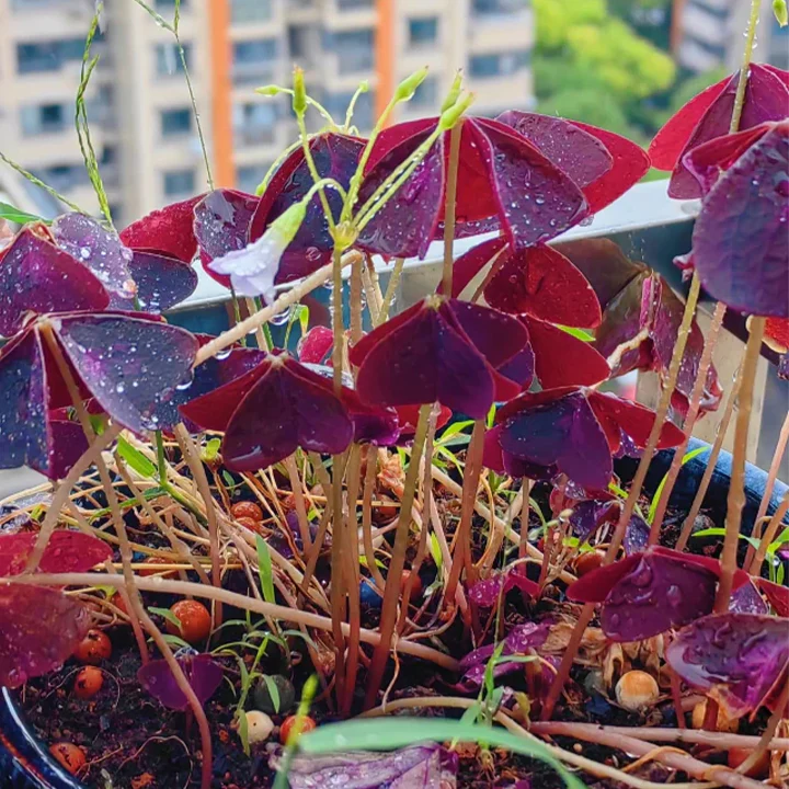 💜Purple Luck Oxalis Bulbs