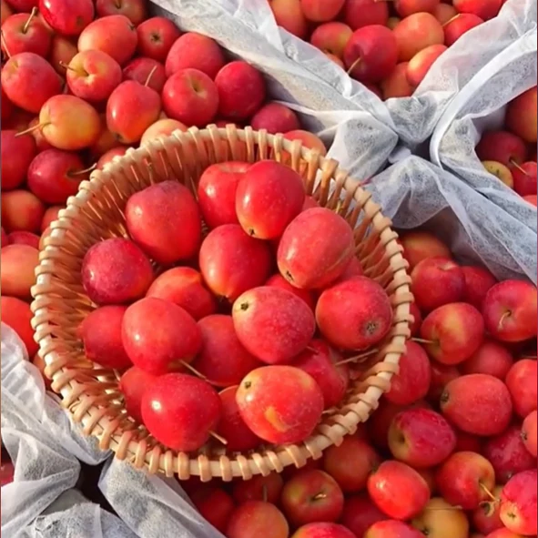Xantolis Stenosepala Mini Apple Seeds