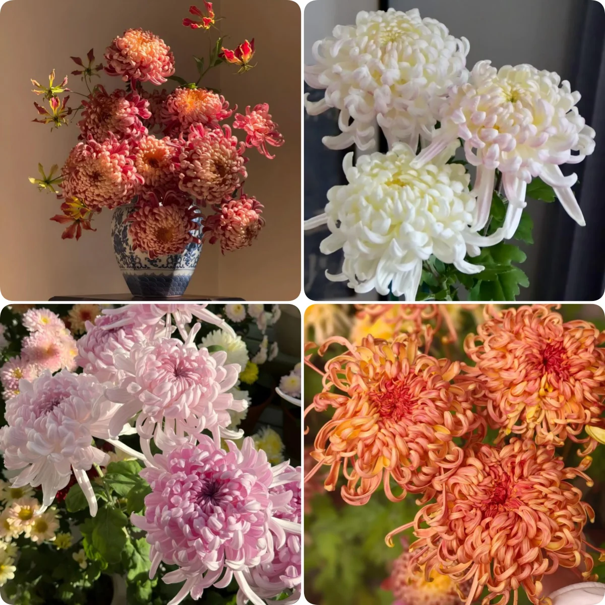 Double Bloom Chrysanthemum Seeds