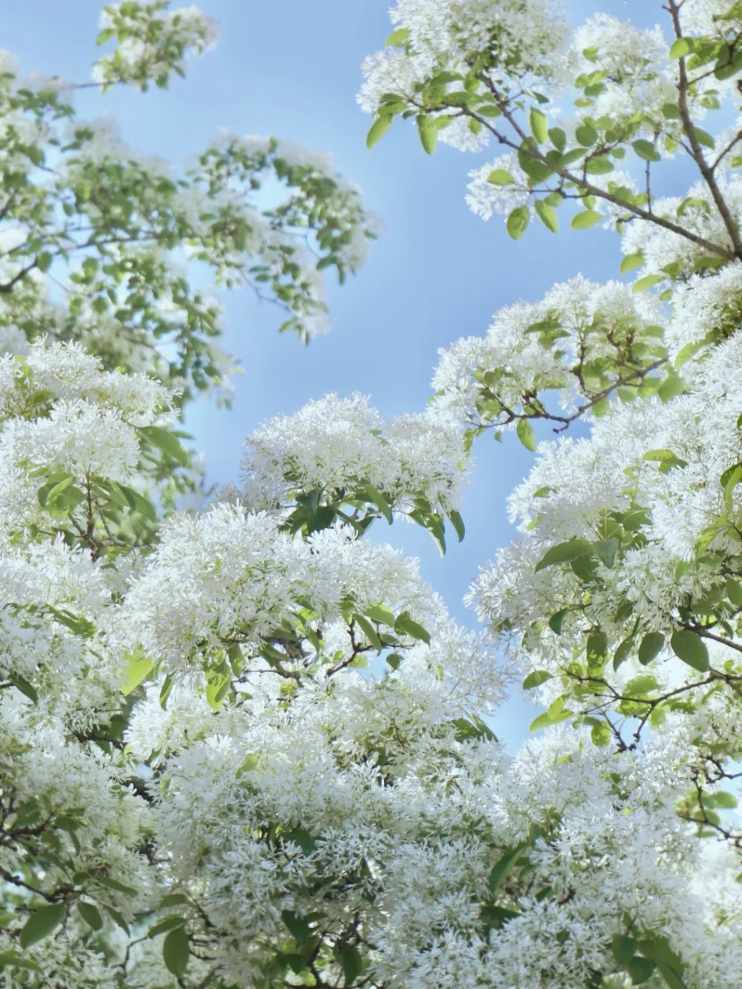 White Fringe Tree-April Snow
