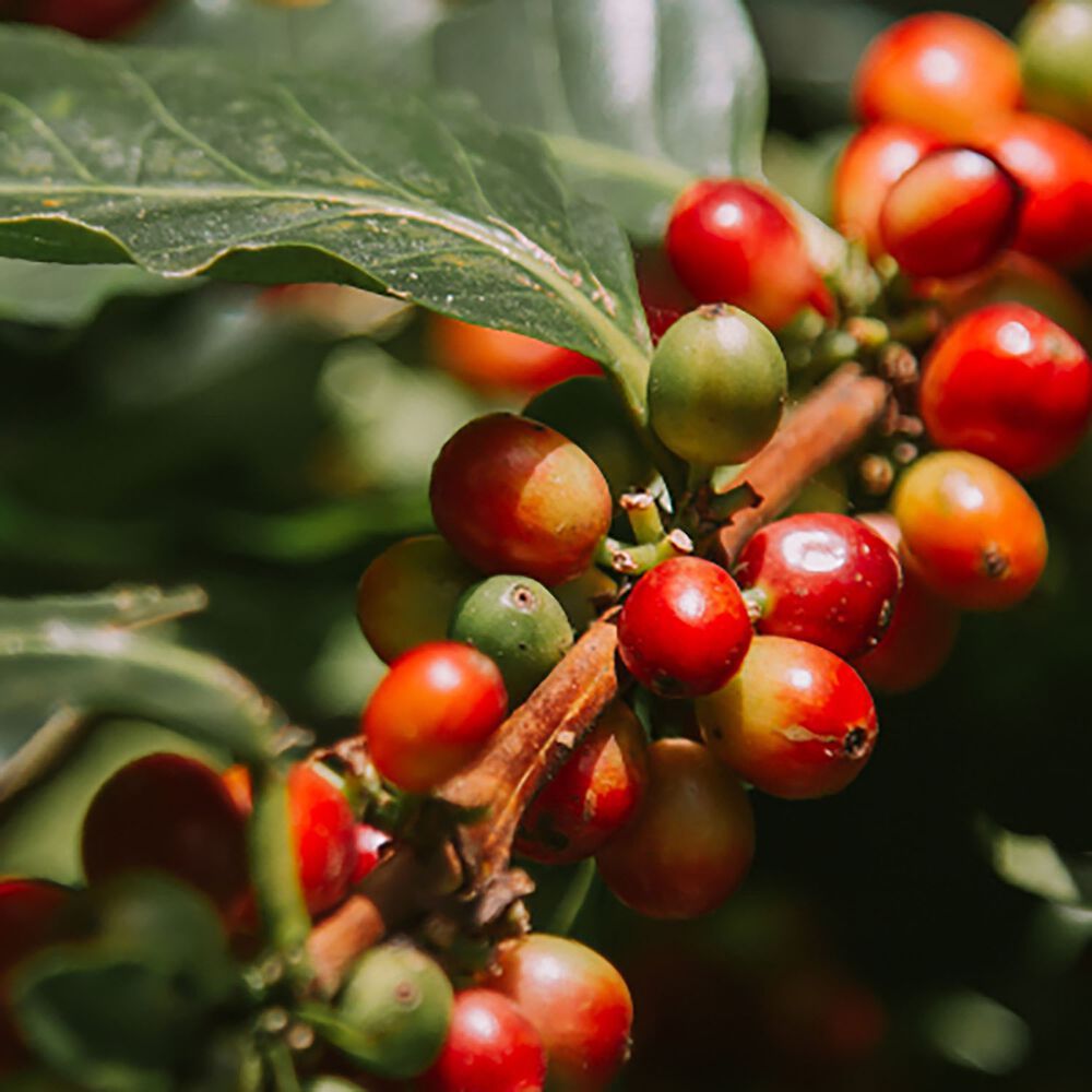 COMPAGNE LE CAFEKawa ziarnista Le Cafe Espresso, 250 g, intensywność 4/5