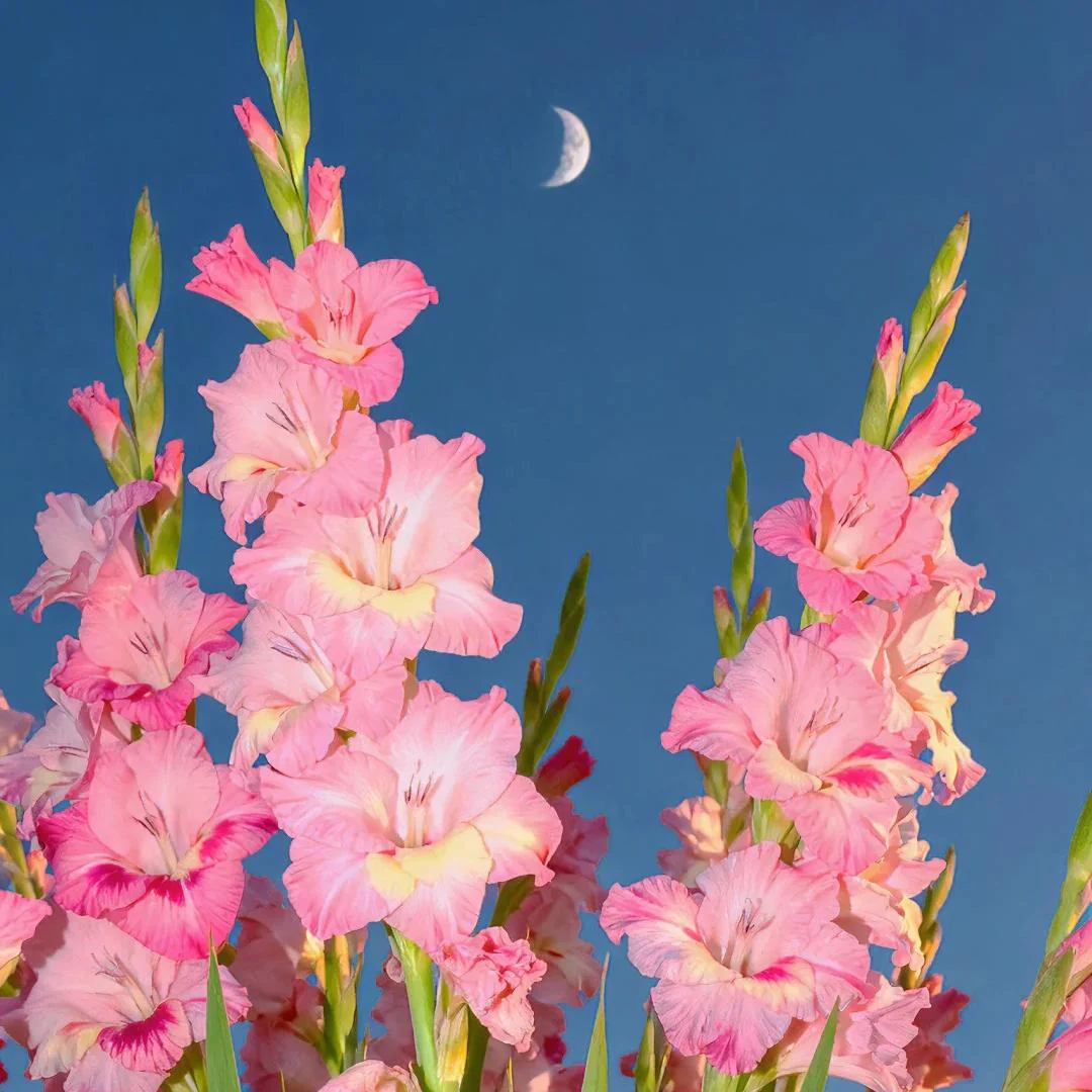 Gladiolus Bulbs-Perennial Cut Flower, Long Blooming, Easy to Grow