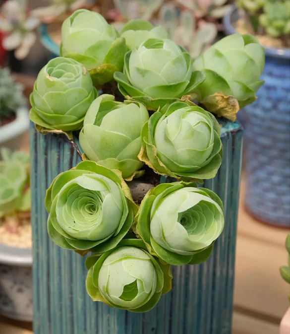 Mountain Rose Succulent Plant