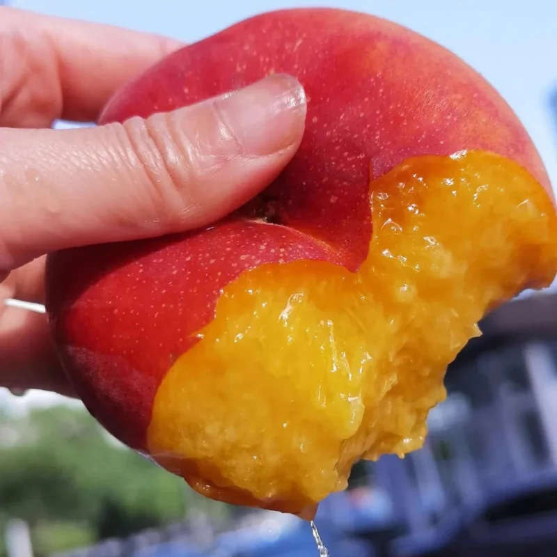 Nectarine Flat Seeds