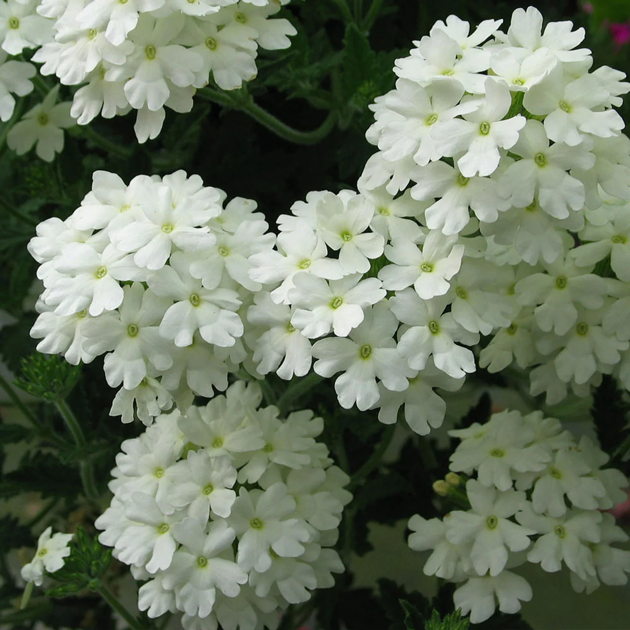 💐Garden Verbena Seeds