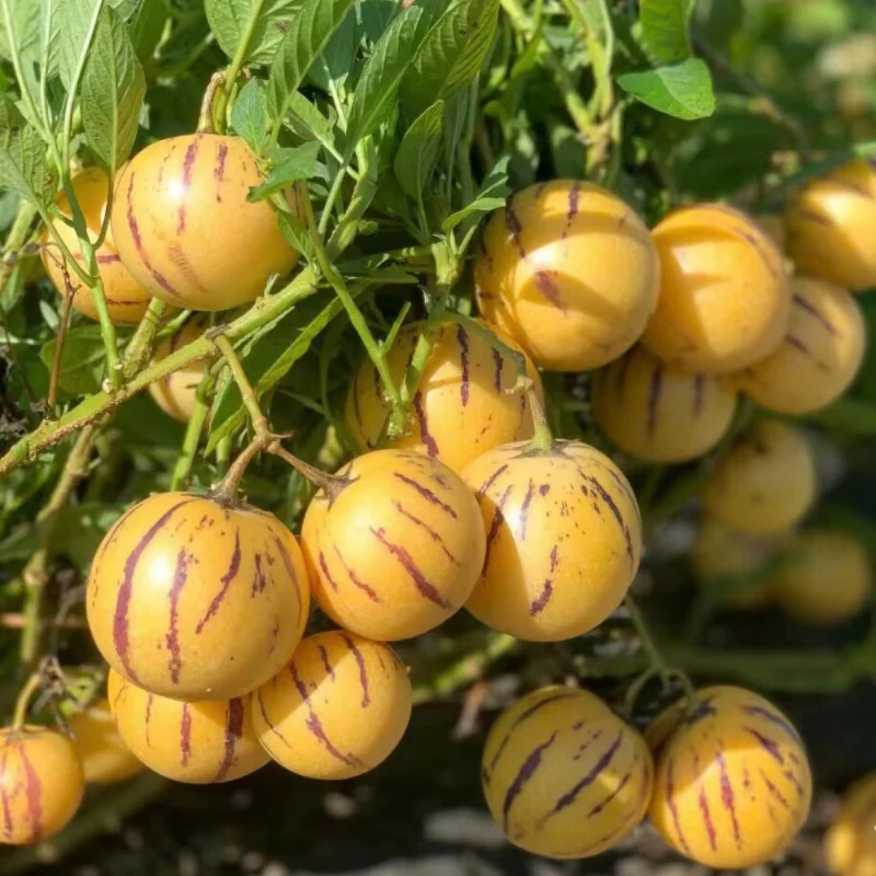 🍈Pepino Seeds Ginseng Fruit Seeds