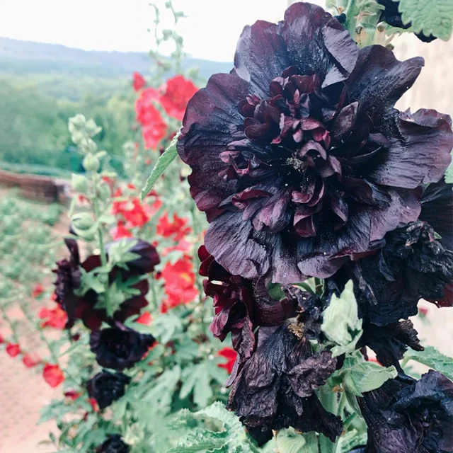 Double Hollyhock Seeds
