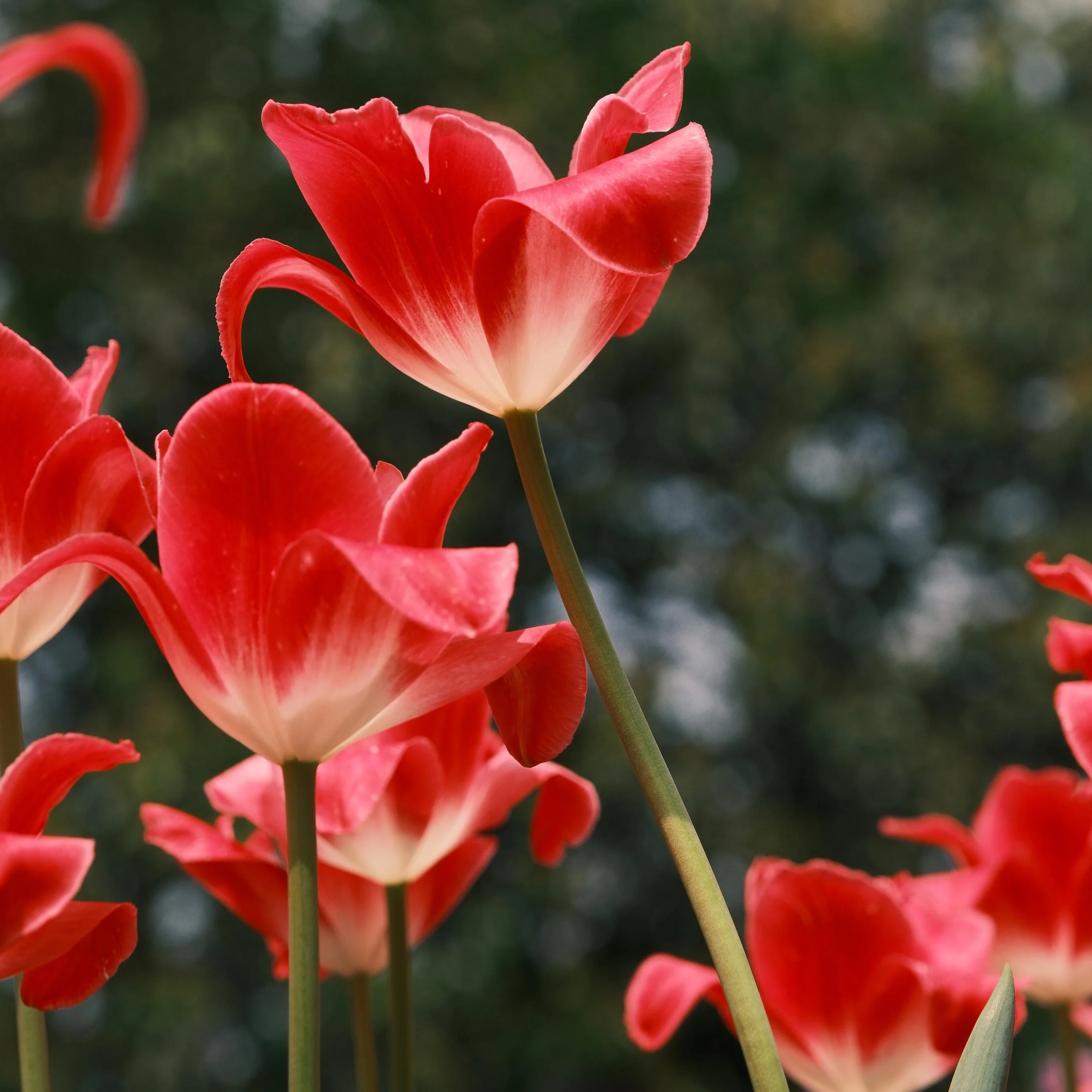 Royal Garden Tulips – Classic British Spring Blooms from Seed