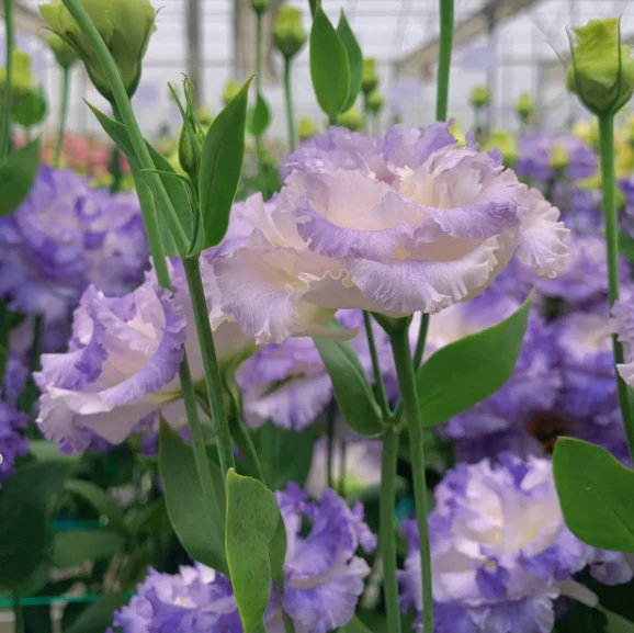 🌺Lisianthus - Sincere Love