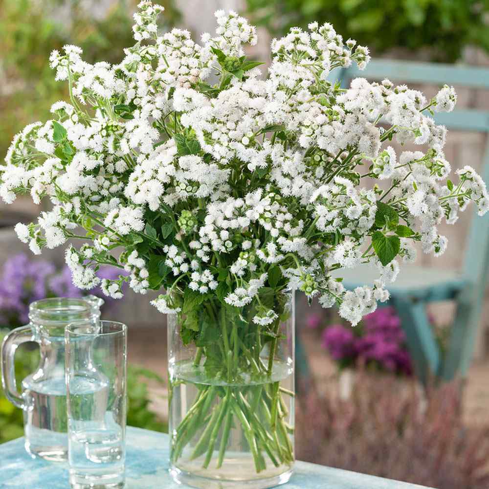 Ageratum Seeds—Heirloom Seed