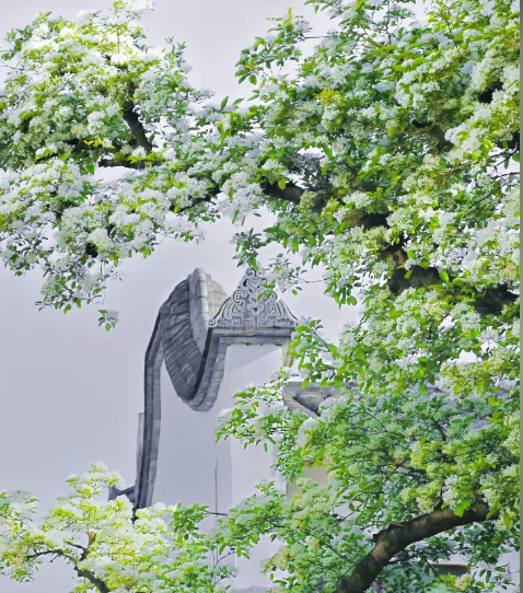 White Fringe Tree-April Snow