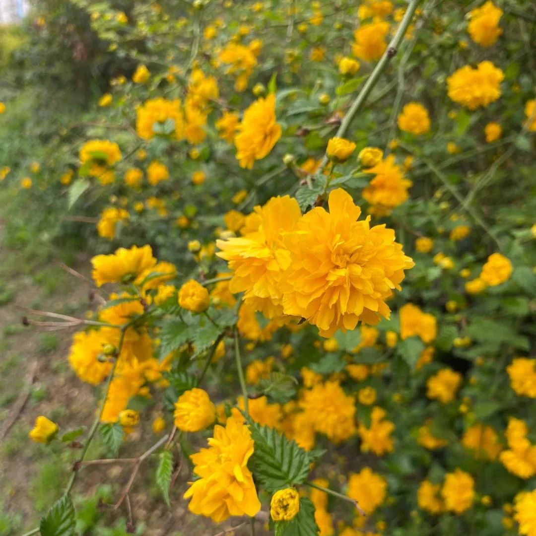 💛Double Japanese kerria—Elegant Golden Blooms