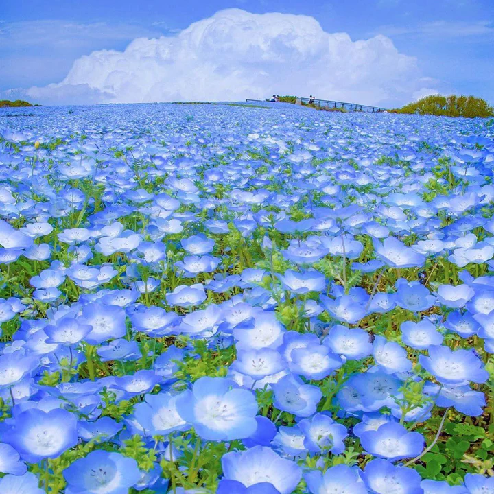 Baby Blue Eyes Seeds
