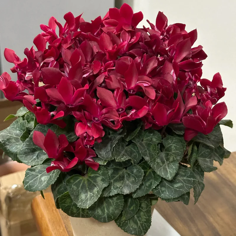 Cyclamen Flower Seeds