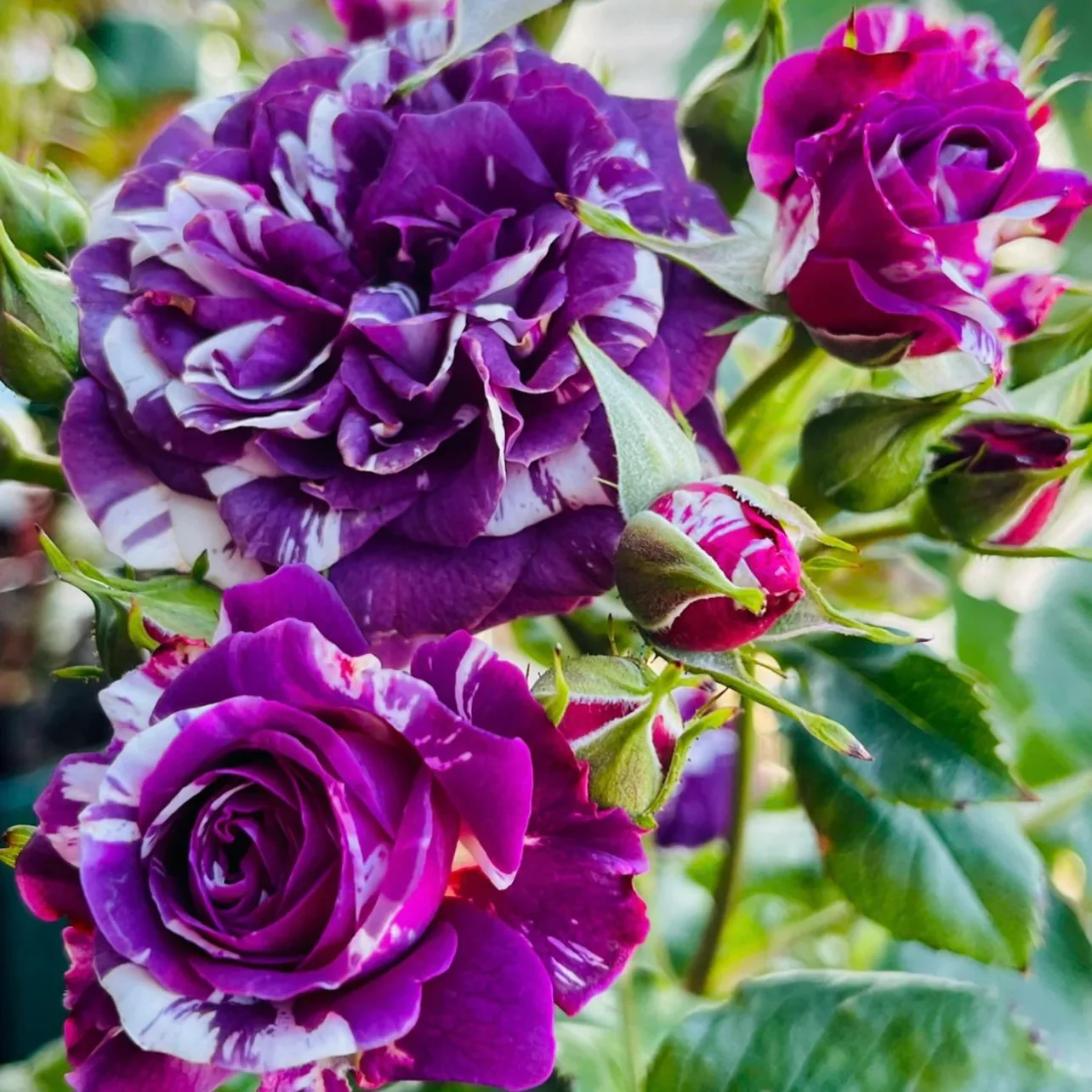 Rose  Scented Jewel