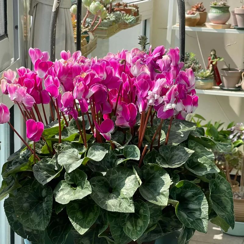 Cyclamen Flower Seeds