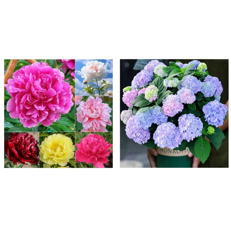 🔥LAST DAY 45% OFF🌺THE QUEEN OF FLOWERS—DOUBLE PETALED PIANI