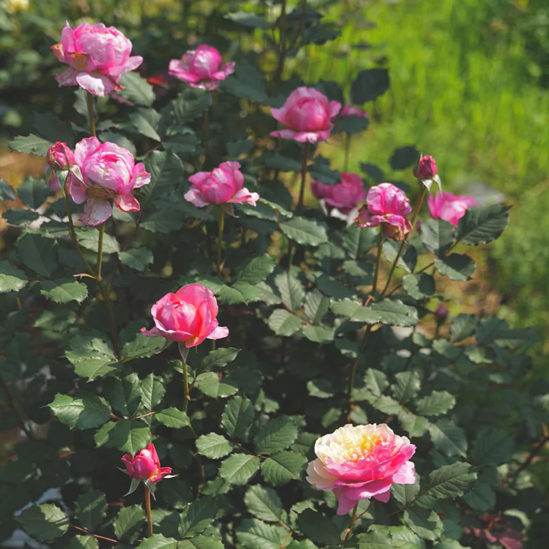 Premium 'Constance Rose' Seeds-Romantic Garden Flowers